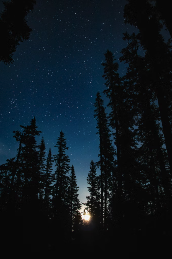 Rapport sur le Design Humain par le graphique du corps